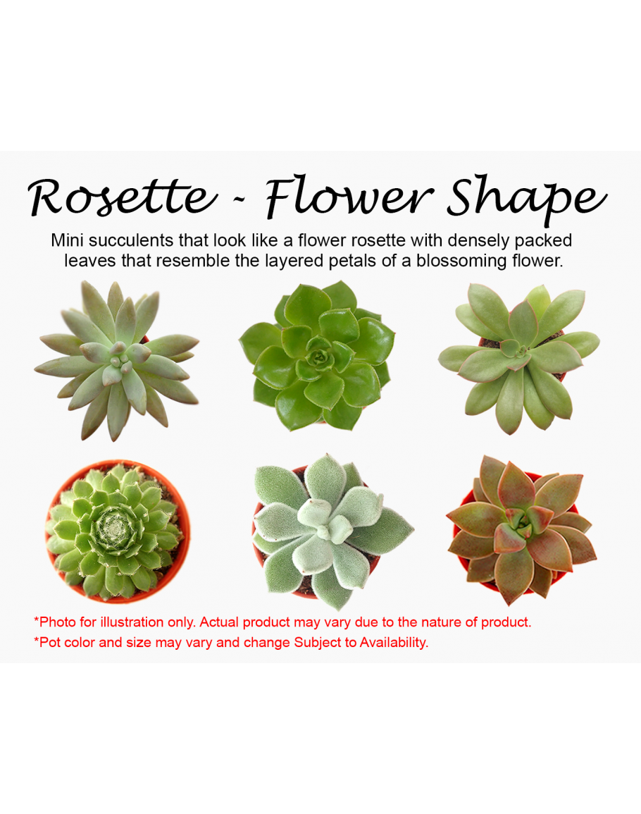 Assorted Mini Succulents